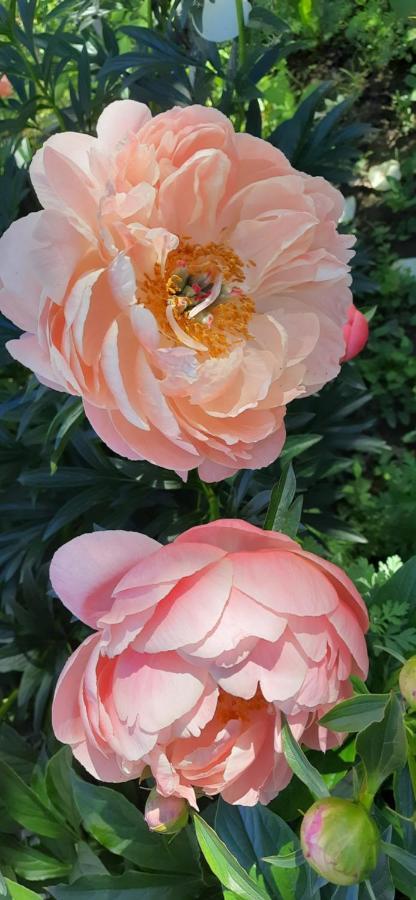 Il Giardino Del Gallo 케라스코 외부 사진