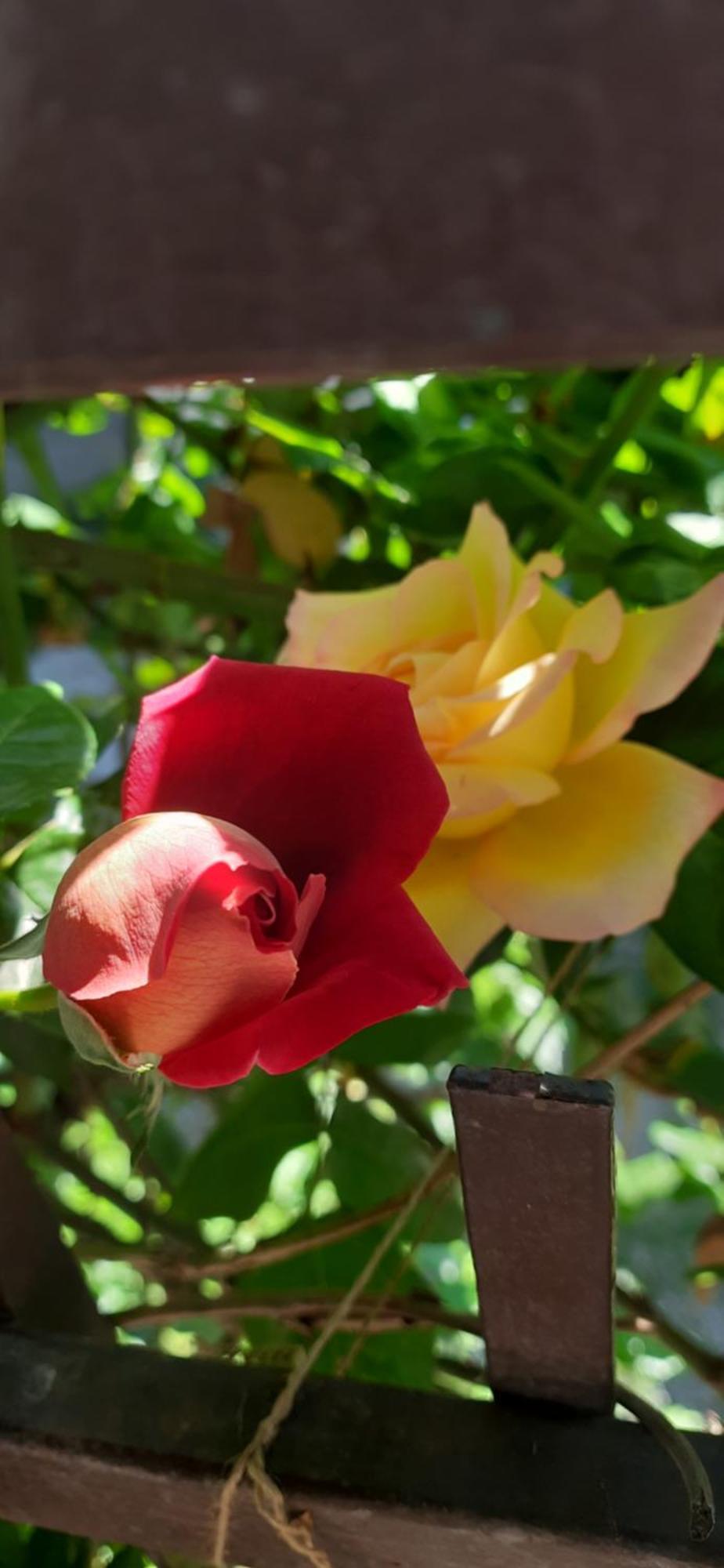 Il Giardino Del Gallo 케라스코 외부 사진