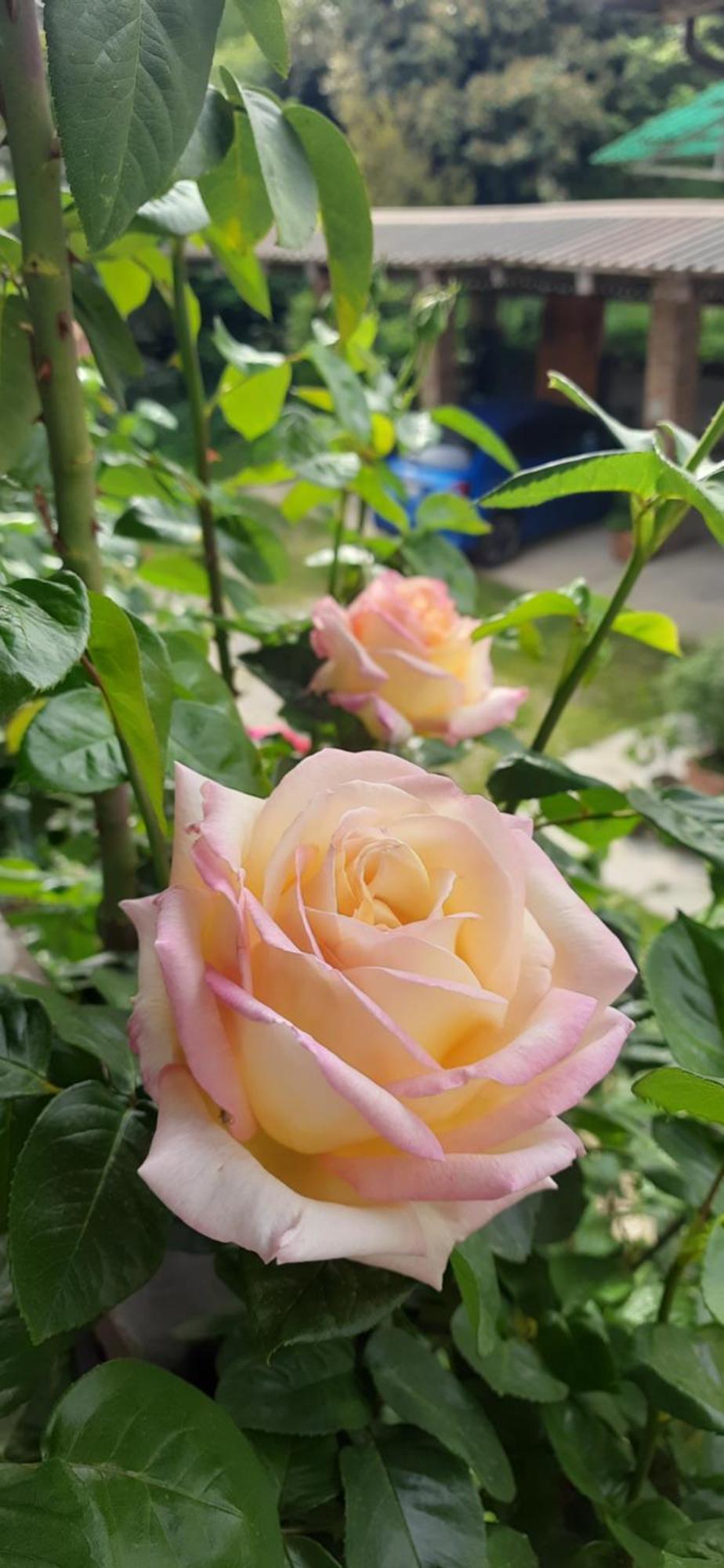 Il Giardino Del Gallo 케라스코 외부 사진