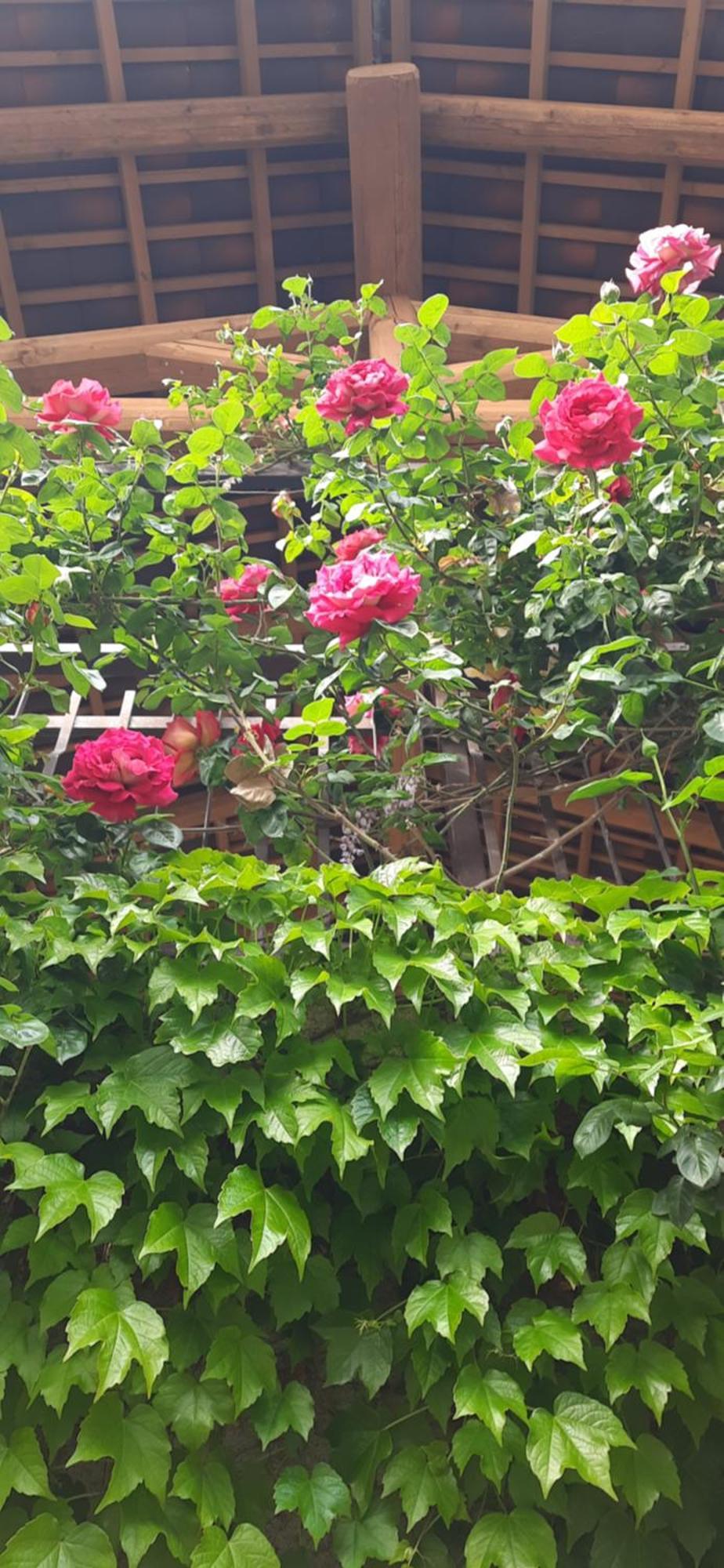Il Giardino Del Gallo 케라스코 외부 사진
