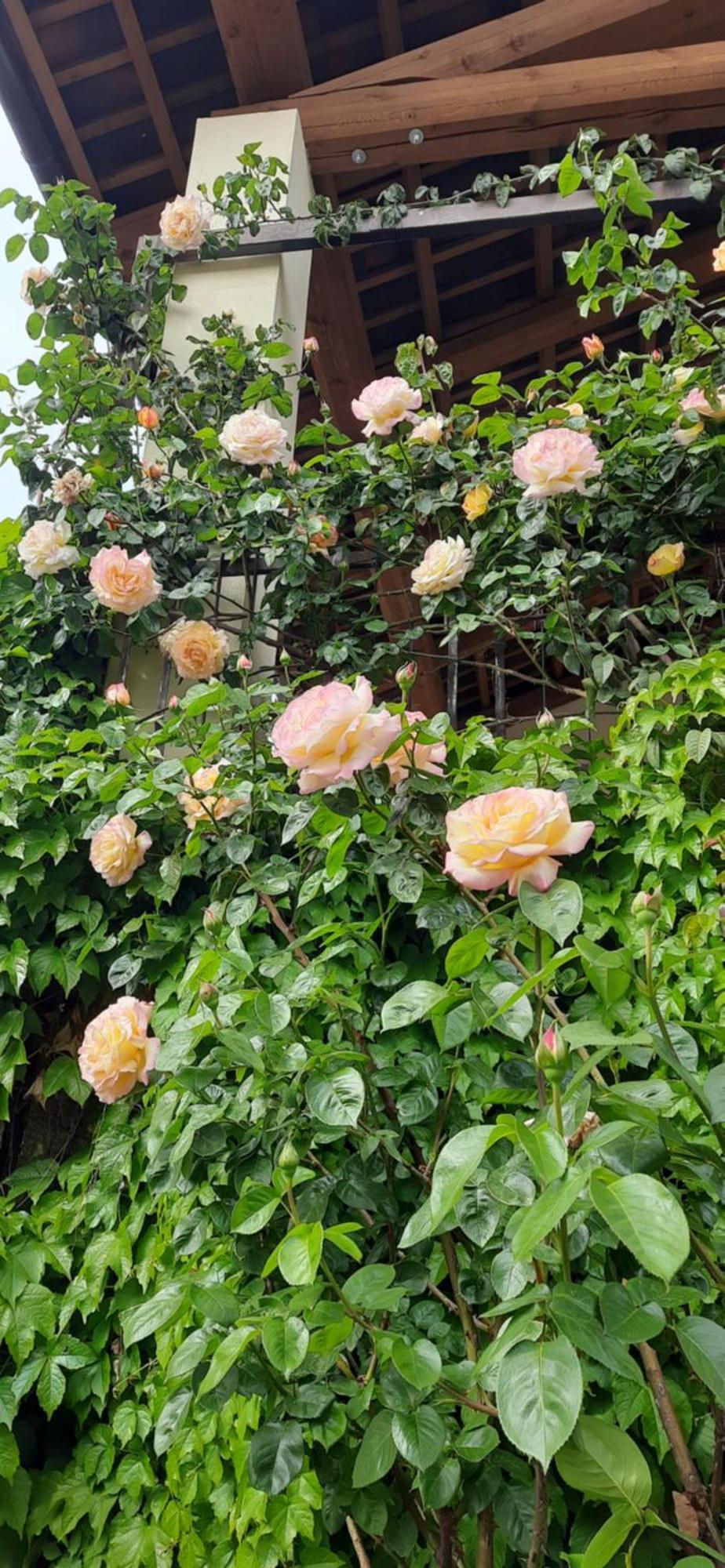 Il Giardino Del Gallo 케라스코 외부 사진